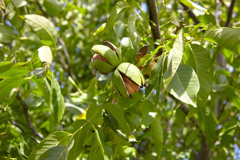 Walnuts growing on the tree