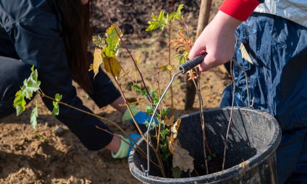 Tree whips in a bucket, ready for planting in the New Forest
