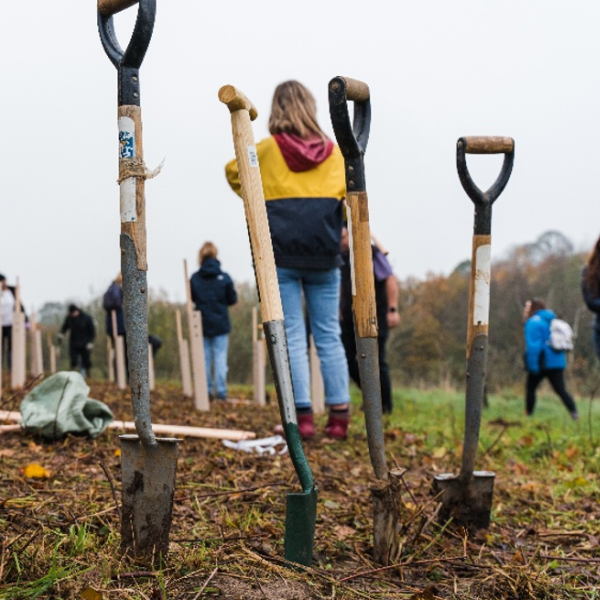 Spades standing up in a patch of soil with tree planting volunteers in the background 