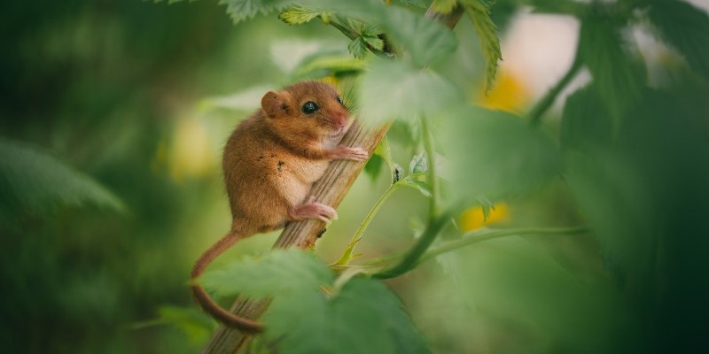 Dormouse sitting on a branch surrounded by green leaves
