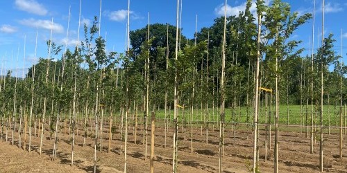 Elm Tree Rows Hampshire Forest Partnership | Environment | Hampshire County Council
