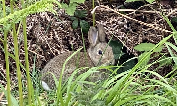 Wild rabbit sitting in undergrowth
