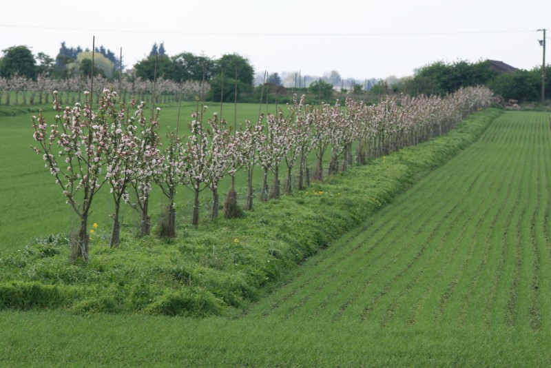 Row of trees planted in a field