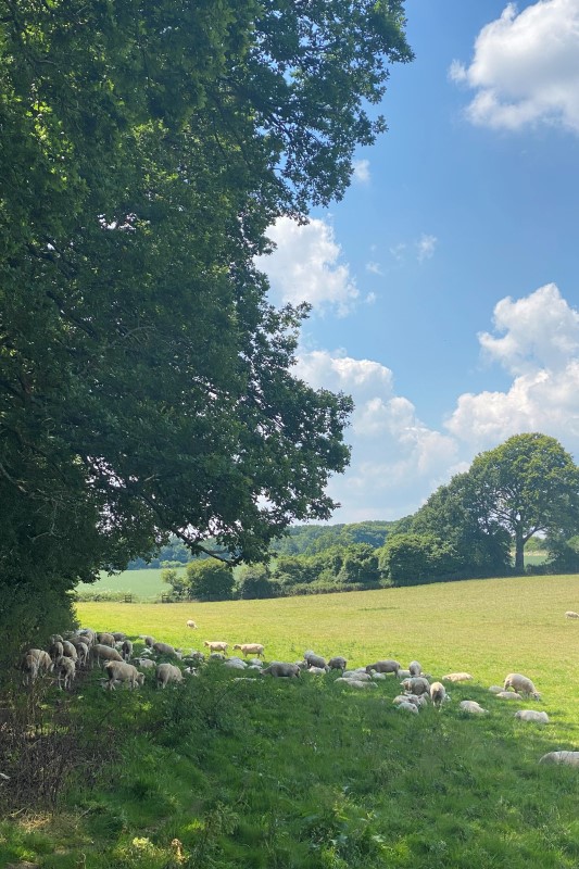 Sheep in a farm field seeking shade under a tree