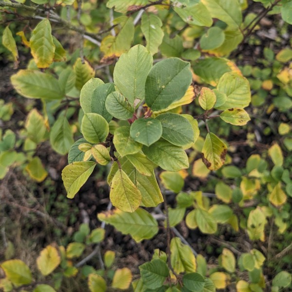 Close up image of a tree's leaves