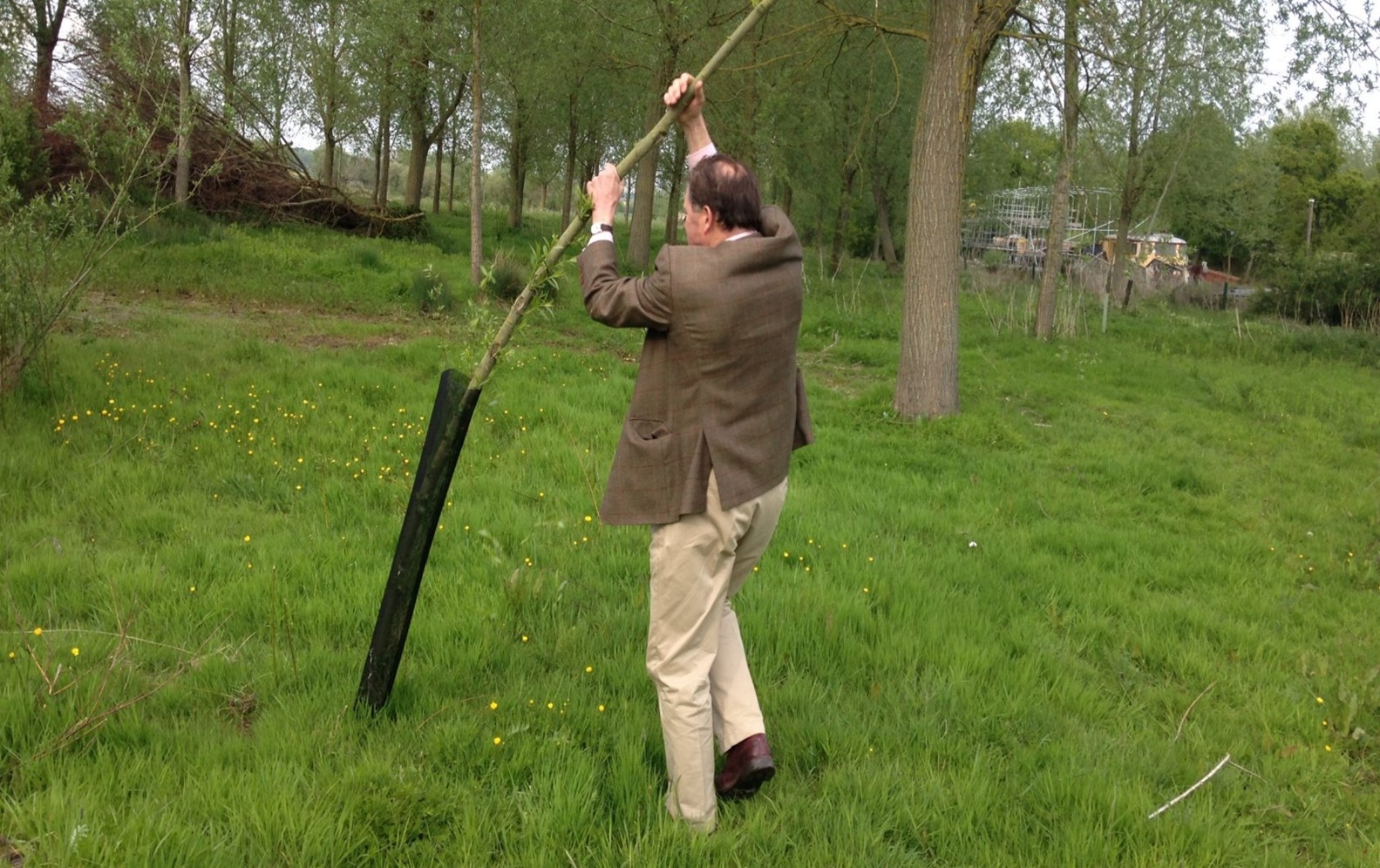 Man lifting guard to remove side shoots from young tree