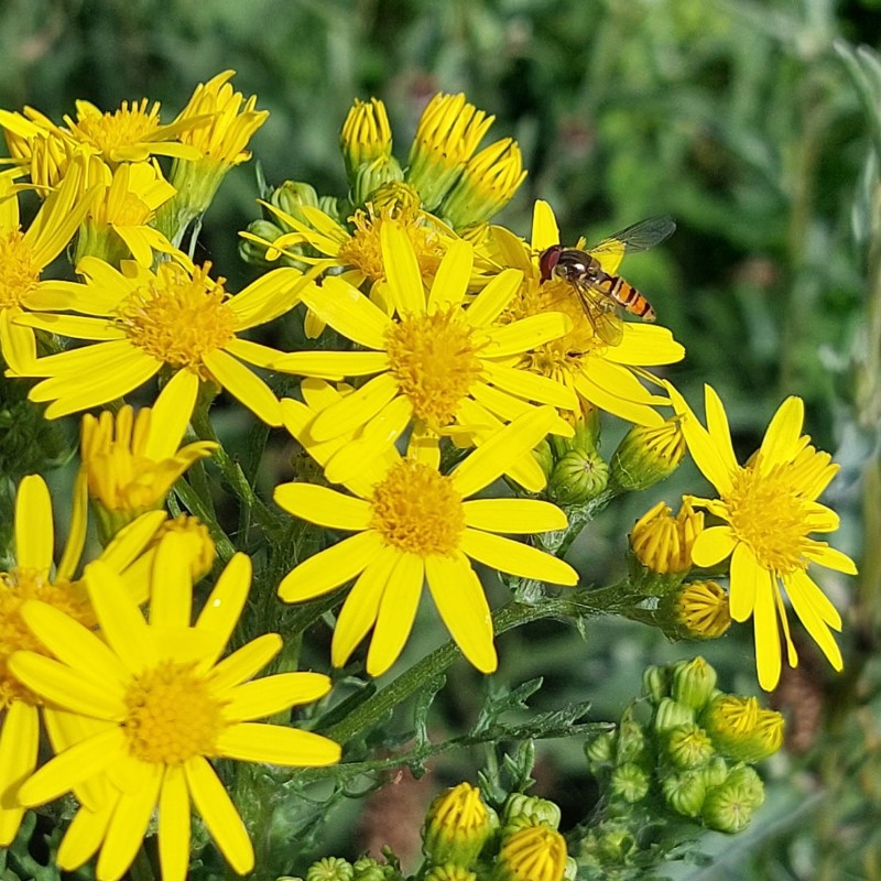 Bee on flowers