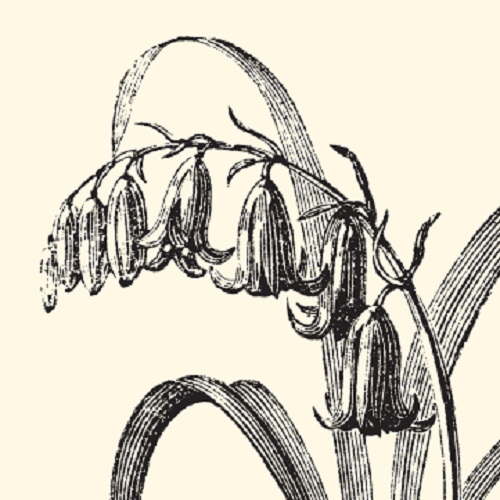 Illustration of bluebells.