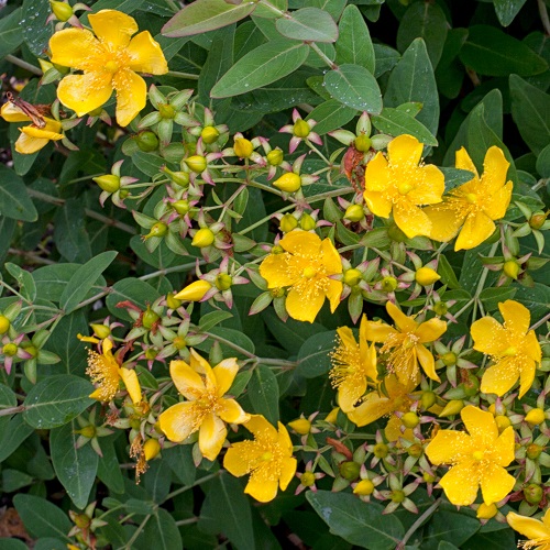 Hypericum lancasteri