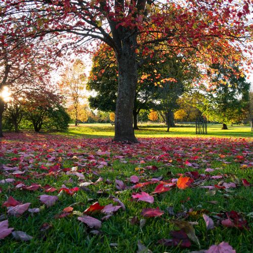 Autumn leaves