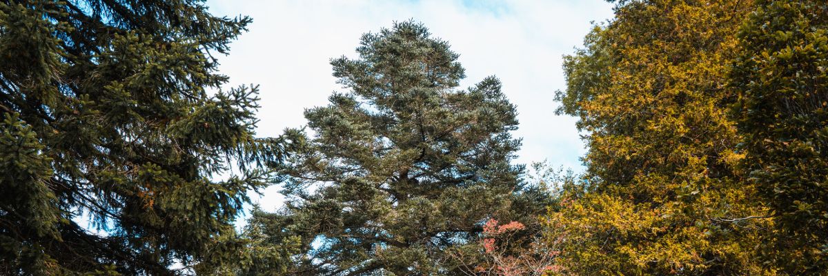 Abies chengii