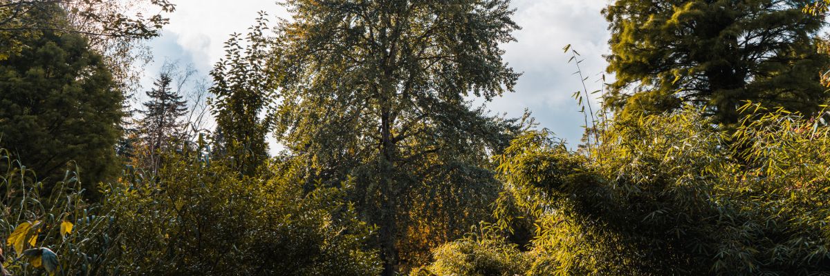 Populus x canescens 'Macrophylla'
