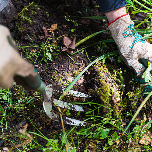 Gardener's hands digging with a fork