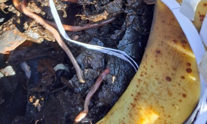 Wormery