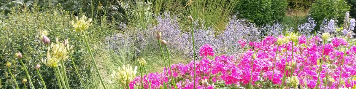 Bees on pink flowers