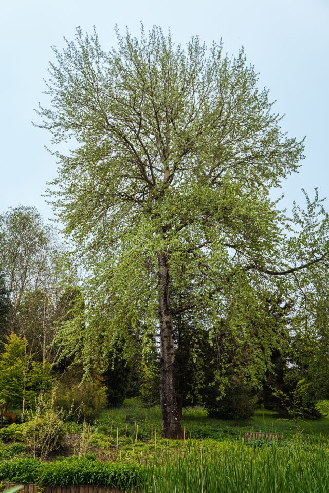 populus champion tree