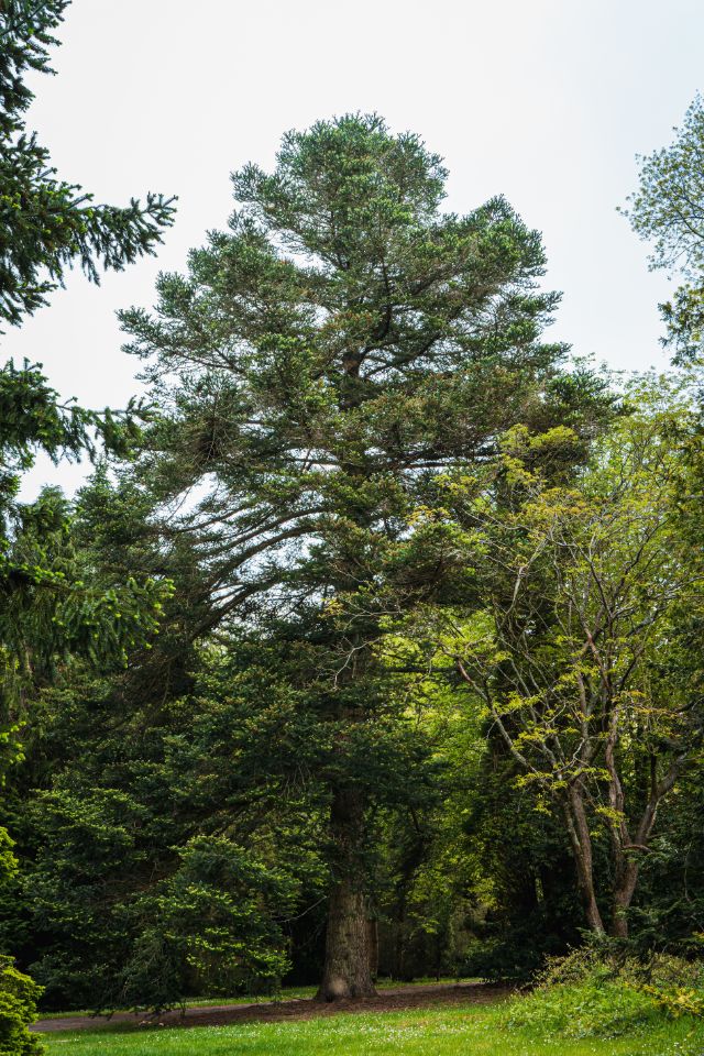 chengii champion tree