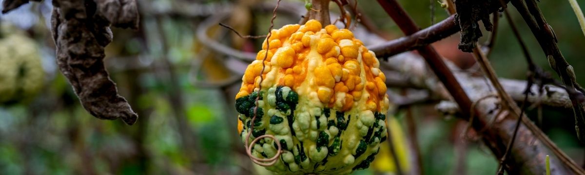 A small, bumpy yellow and green gourd hanging from a vine