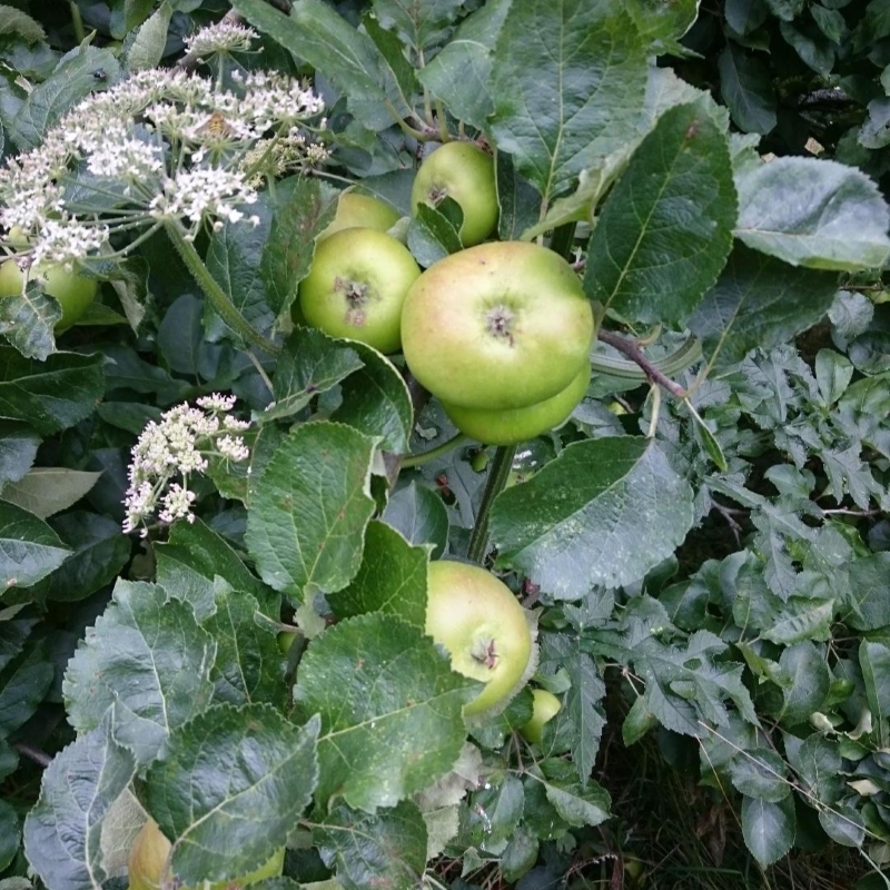 Ripe green apples on a tree waiting to be picked