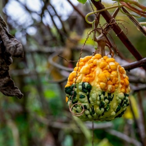 A small, bumpy yellow and green gourd hanging from a vine.
