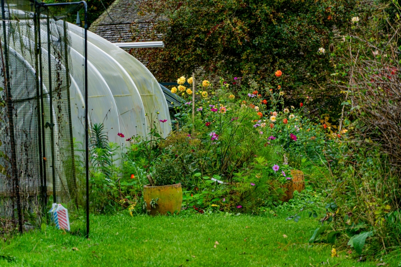 Array of colourful wildflowers beside a greenhouse