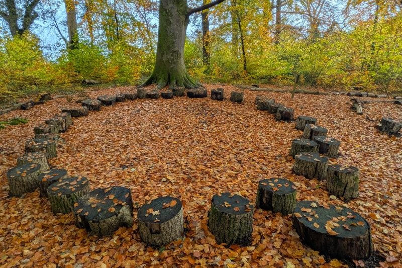 Circle of tree stump seating in a wooded area