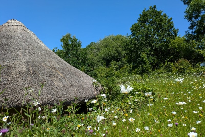 Thatched roof of the roundhouse in a meadow of wildflowers under a blue sky