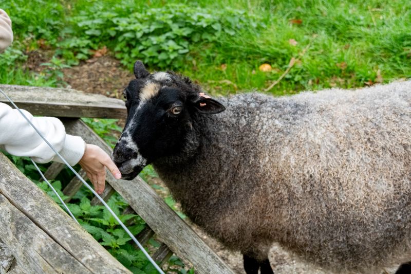 Sheep being petted through a fence
