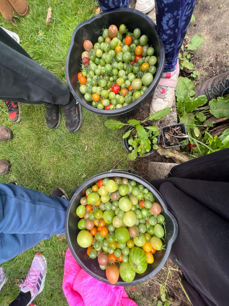 Children with buckets full of freshly picked tomatoes