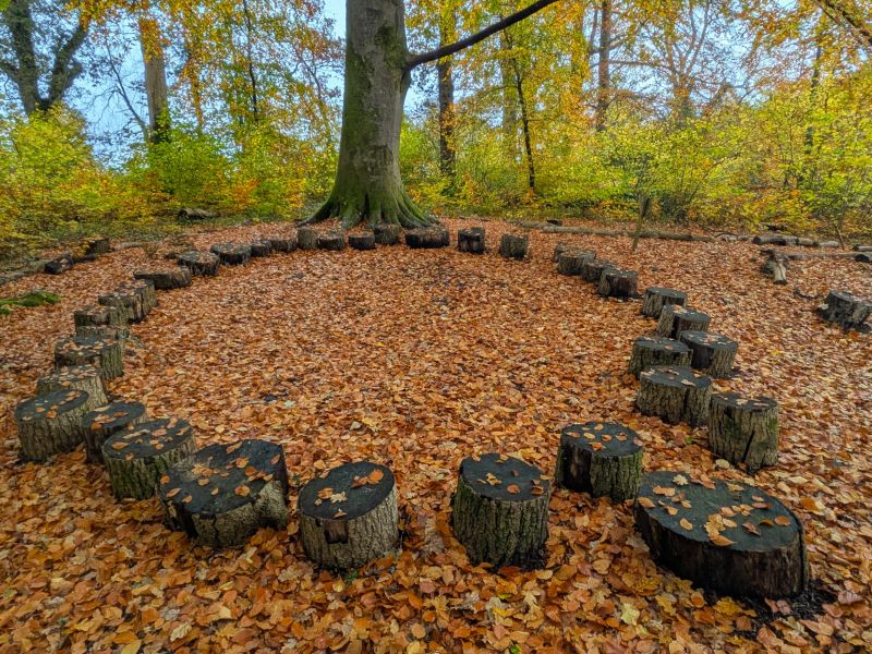 Circle of tree stump seats in a woodland setting
