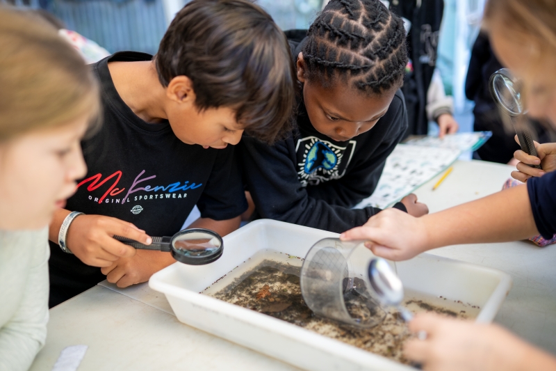 Children gathered around a tray of water, using pots and a magnifying glass to look for insects