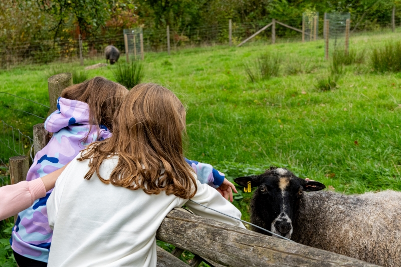 Children leaning over a fence to stroke some sheep