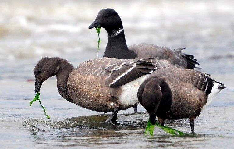 Brent geese, photograph by Stu Topps