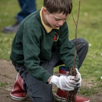 Young boy planting a tree
