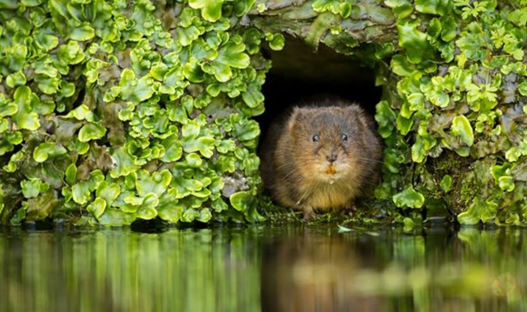 Photograph of a vole