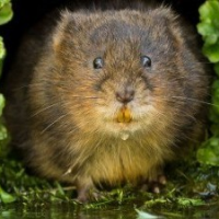 Photograph of a vole