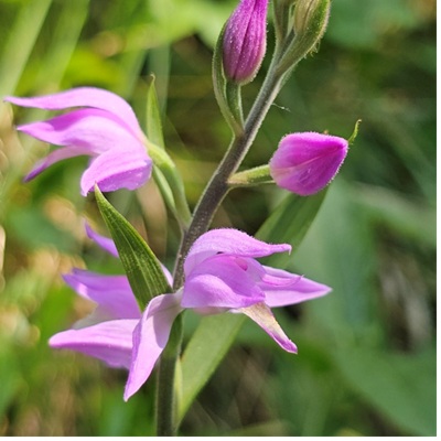 Woodland orchid