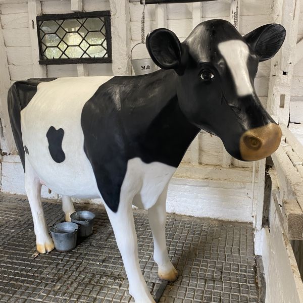 A cow