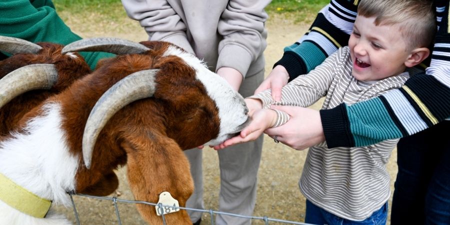 A young boy feeding a goat