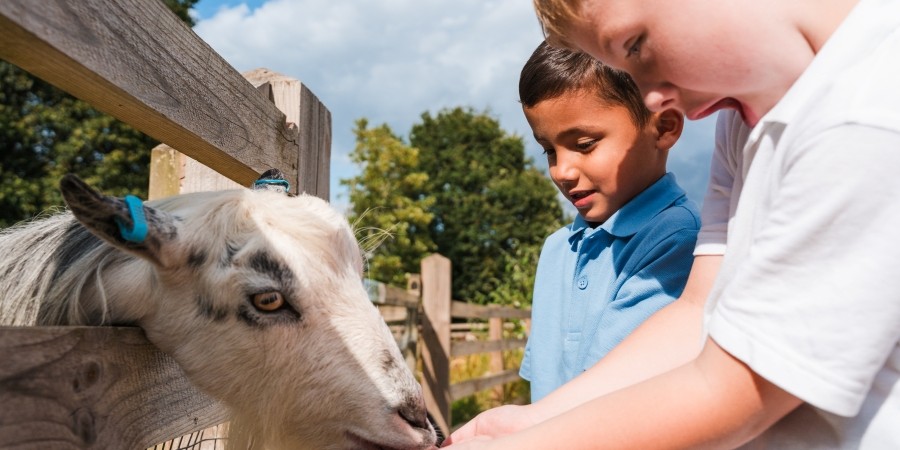 Two children feeding a goat