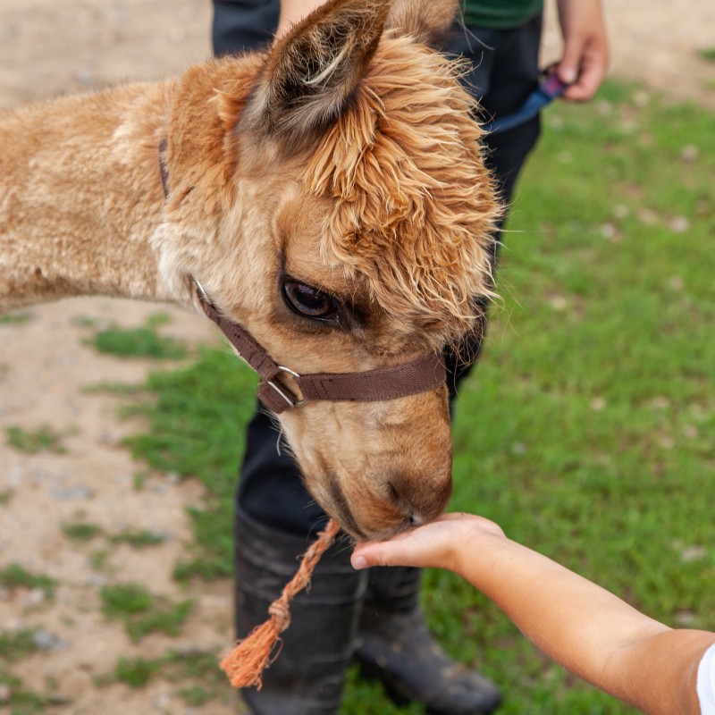 Alpaca being fed by a child