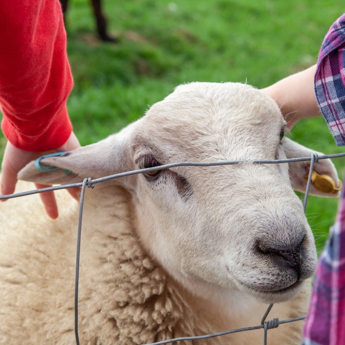 Sheep being petted by two people