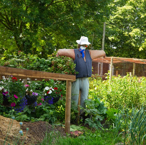 Scarecrow in the garden