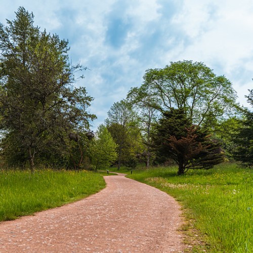 A woodland path