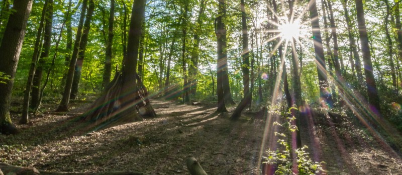 Sunlight through the woods
