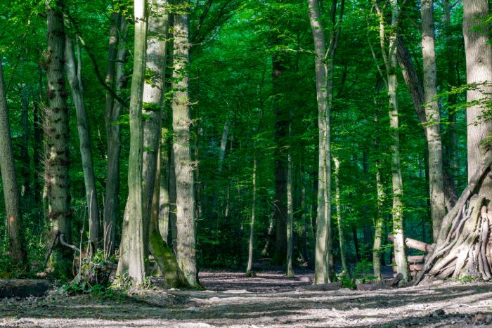 Woodland area