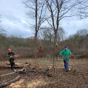 Men coppicing
