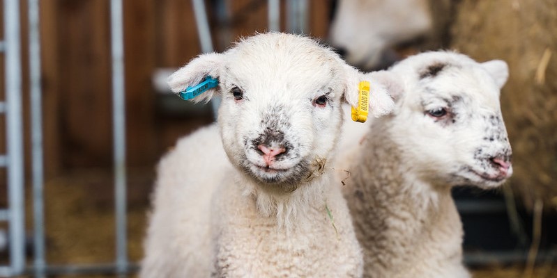 Two cute little lambs in a barn