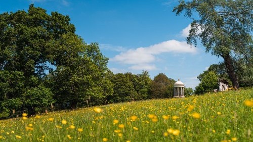 Meadow with yellow buttercups and a folly in the distance
