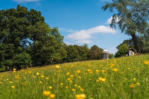 Meadow with yellow buttercups and a folly in the distance